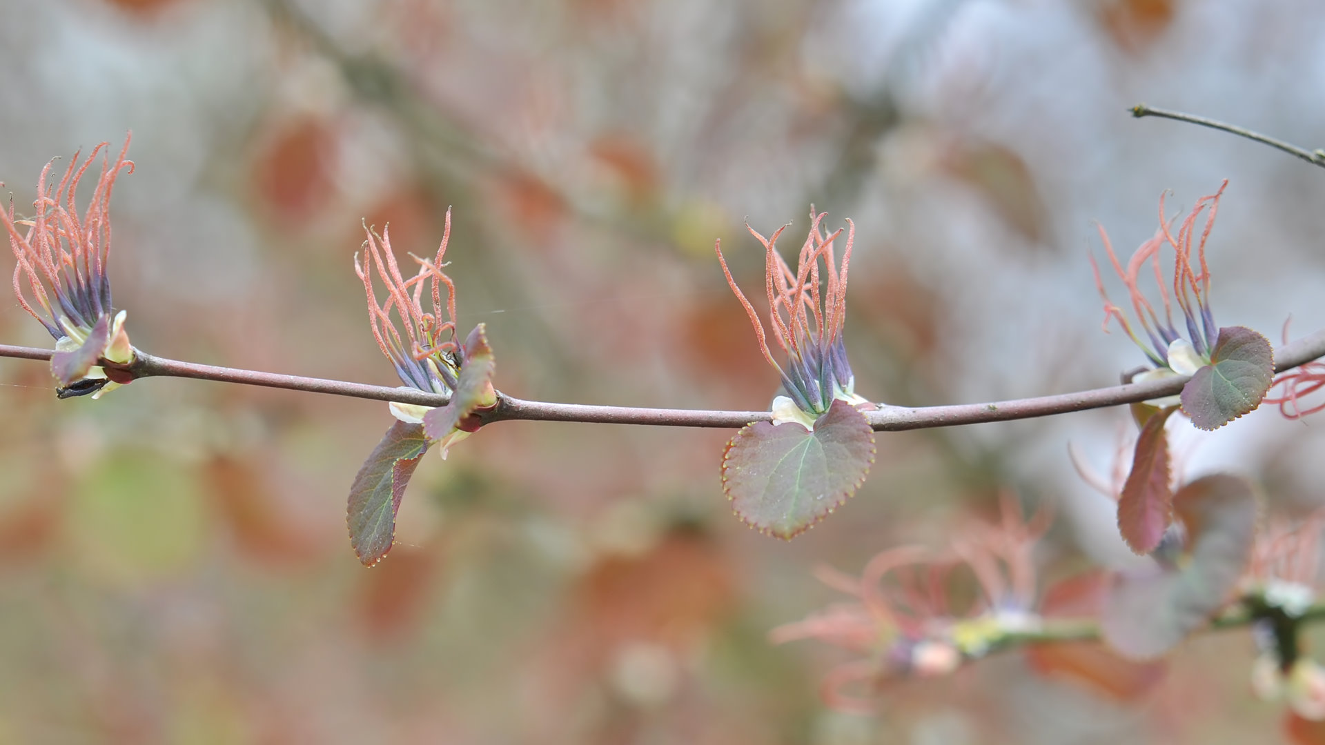 Katsuraboom (Cercidiphyllum magnificum)
