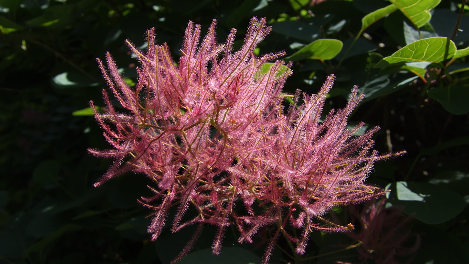 Cotinus croggygeria