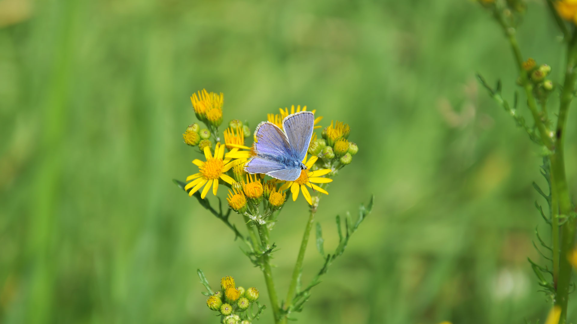 Butterfly (Common Blue)