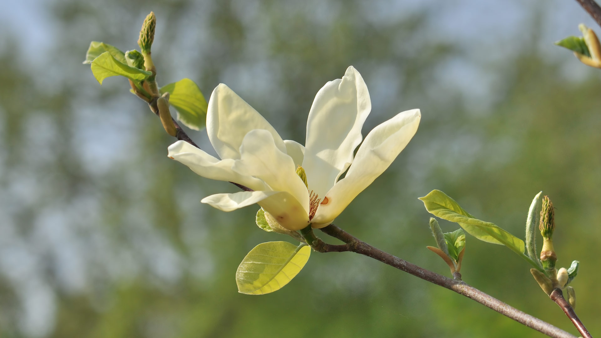 Magnolia (2)