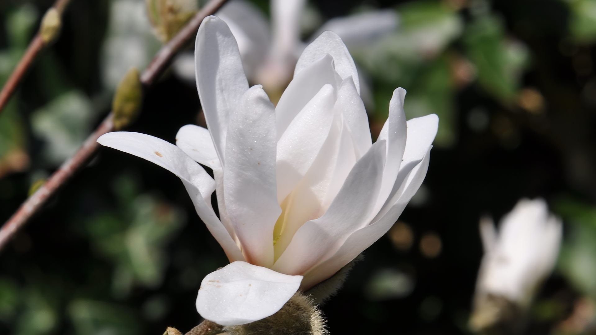 Magnolia (7)