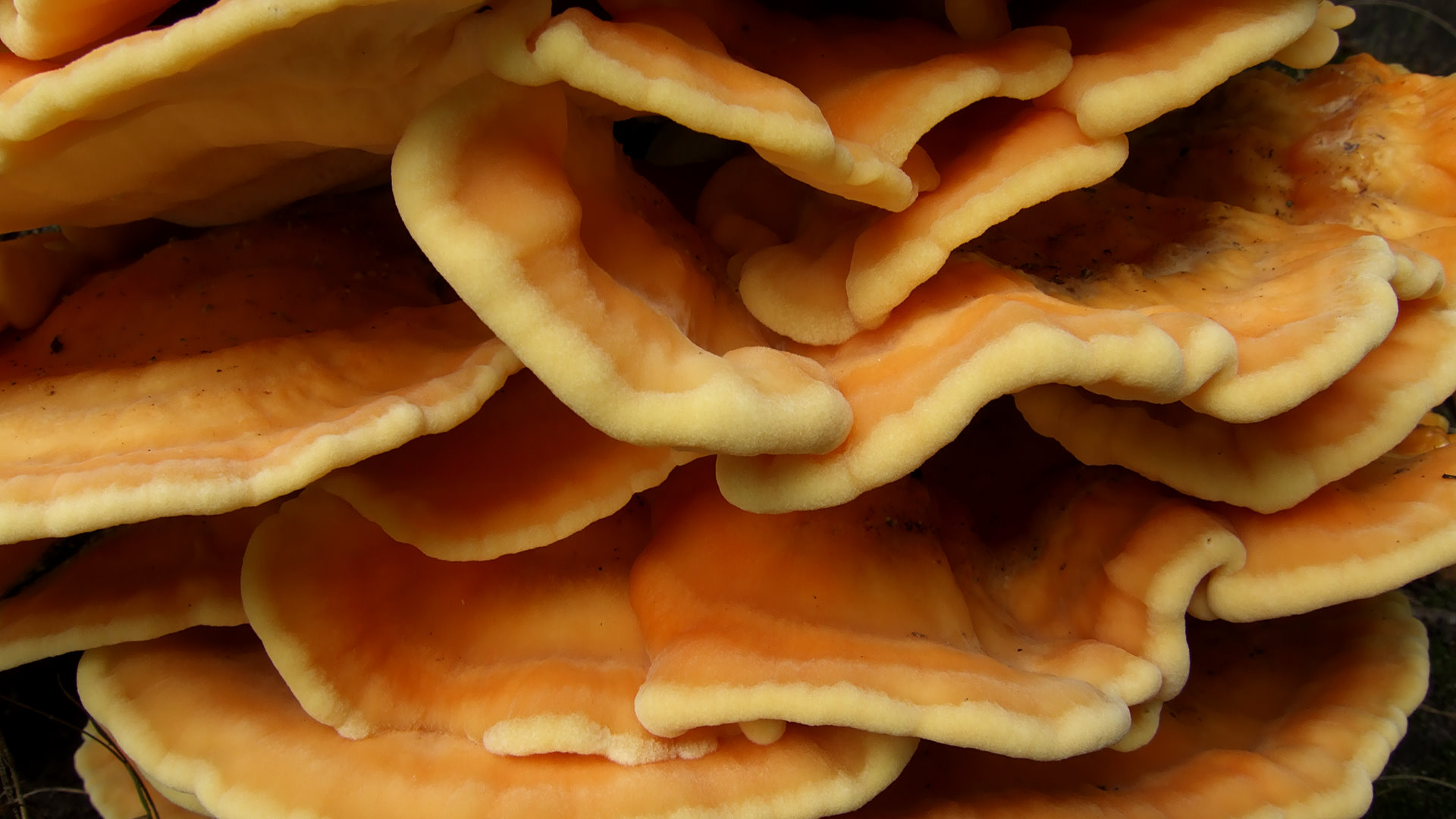 Mushrooms (5)
