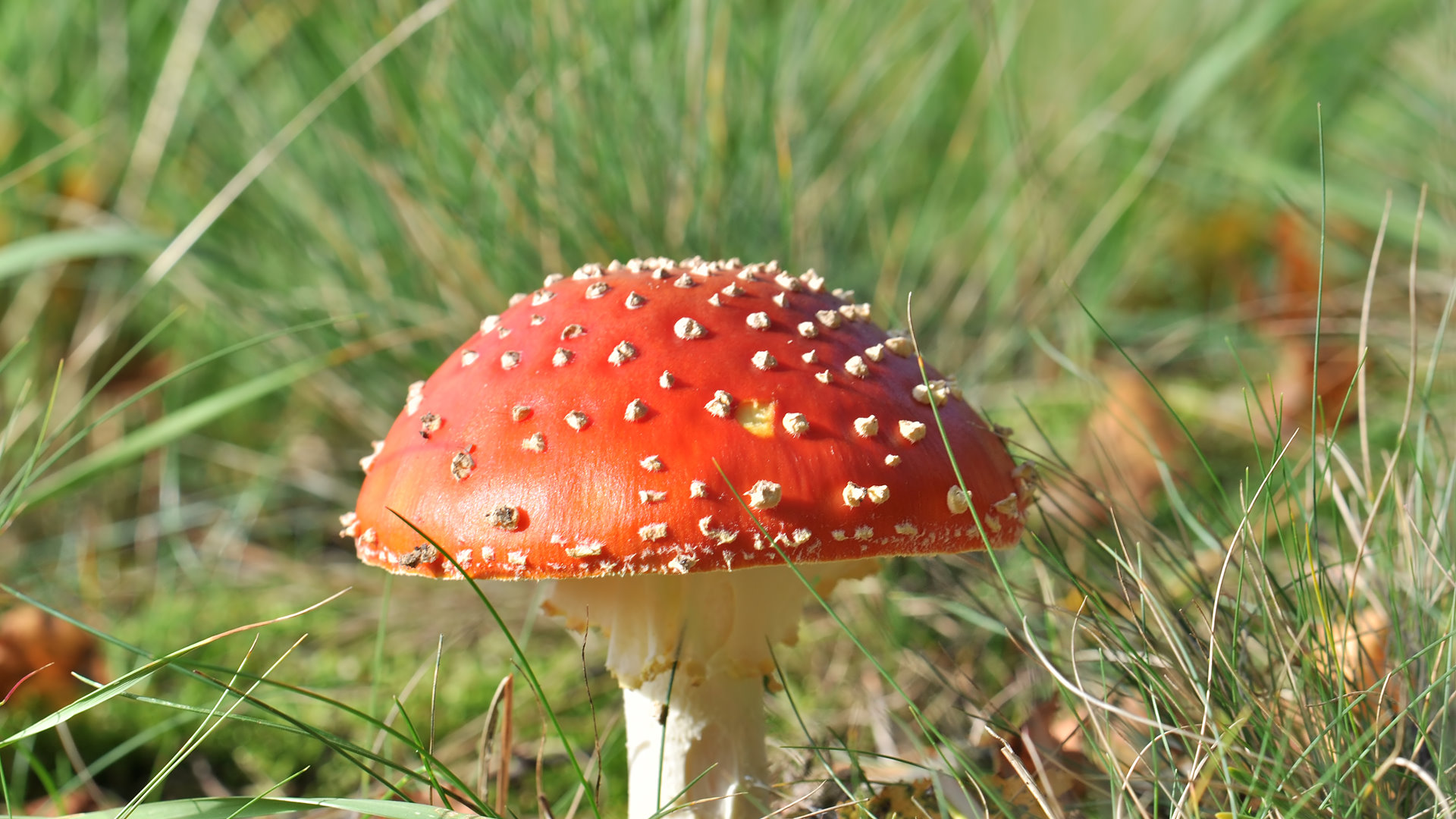 Mushrooms (1)