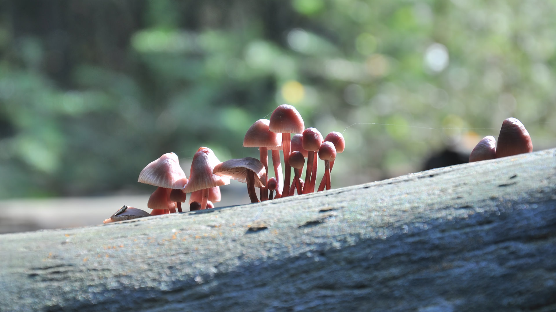 Mushrooms (8)