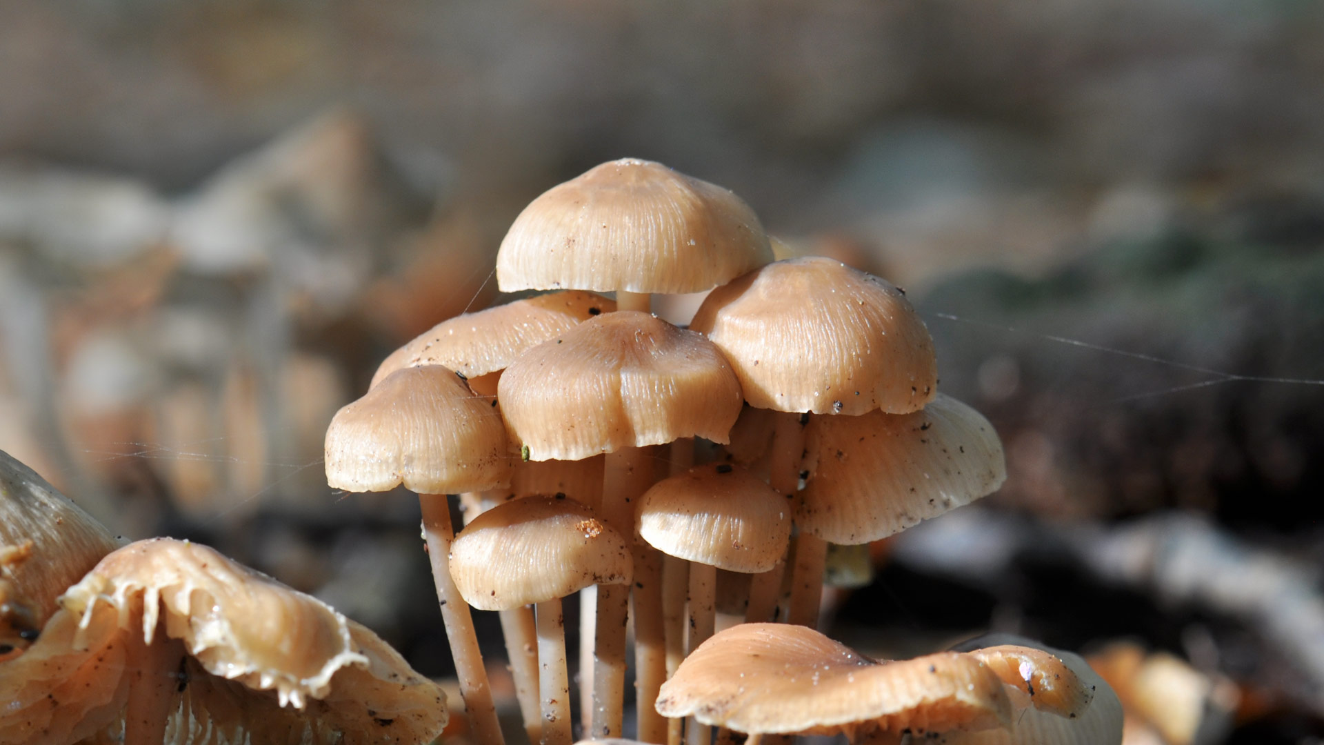 Mushrooms (7)