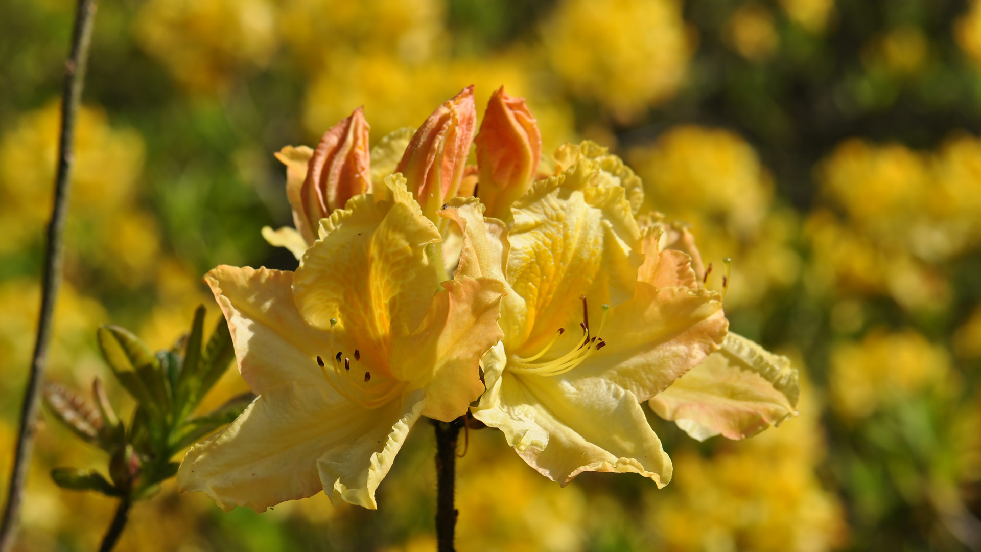 Rhododendron (2)