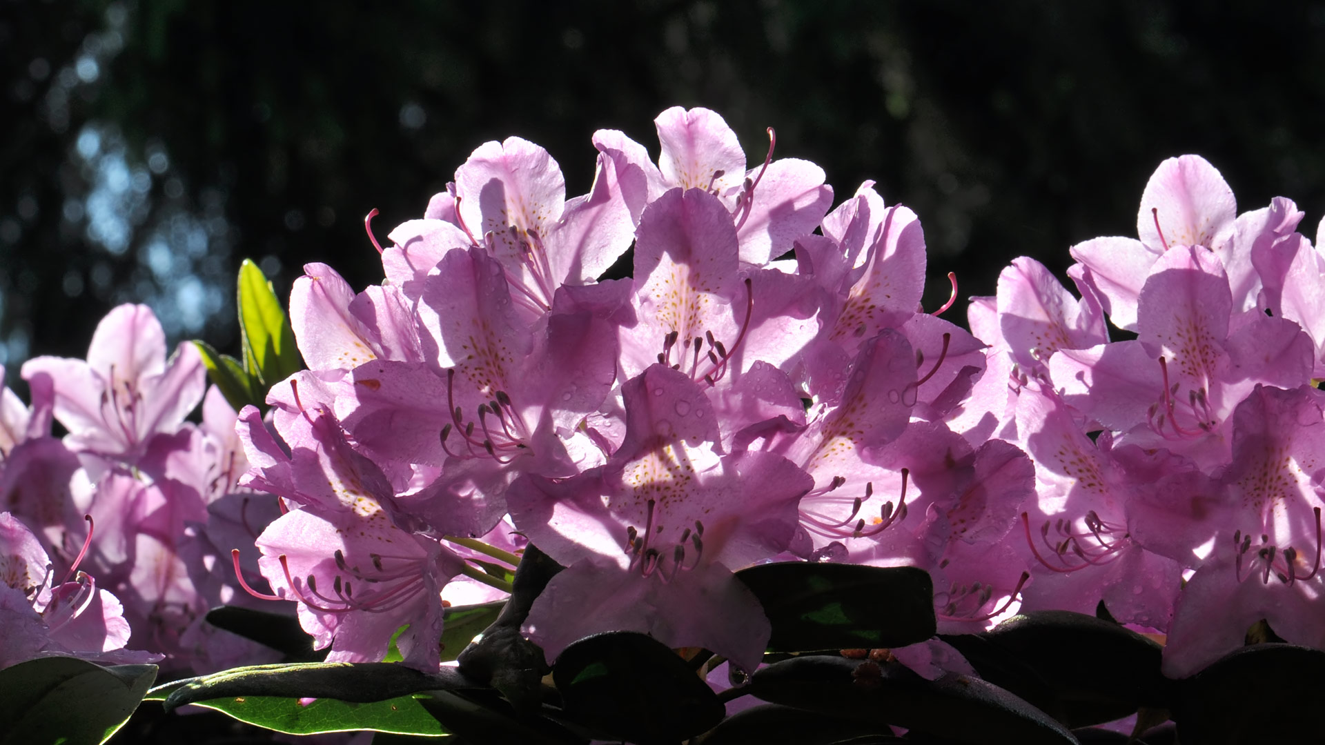 Rhododendron (5)