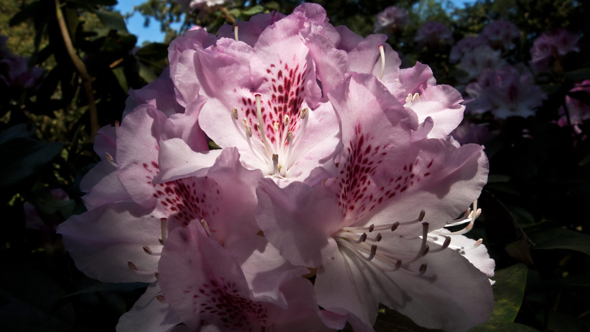 Rhododendron (10)