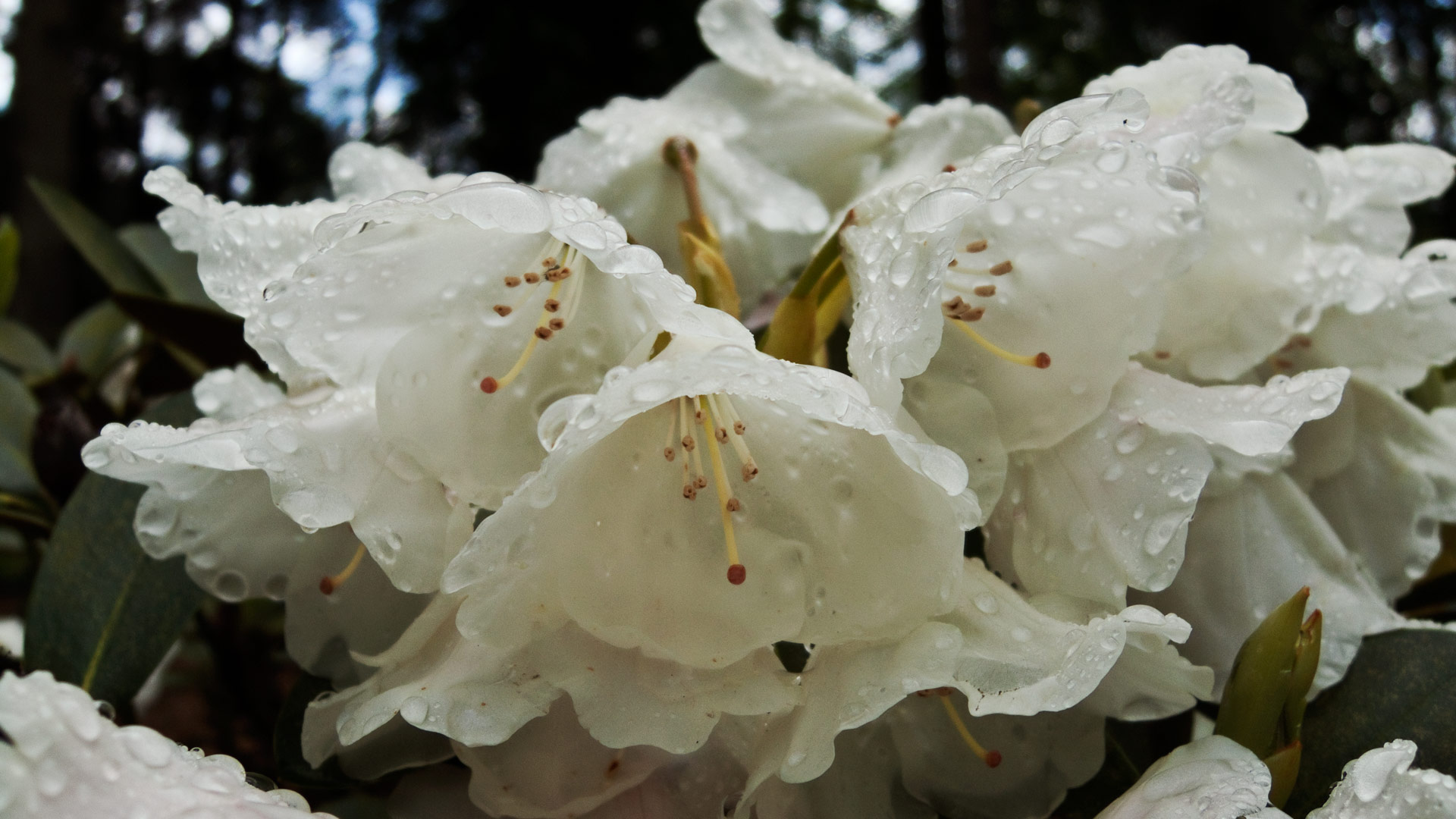 Rhododendron (12)