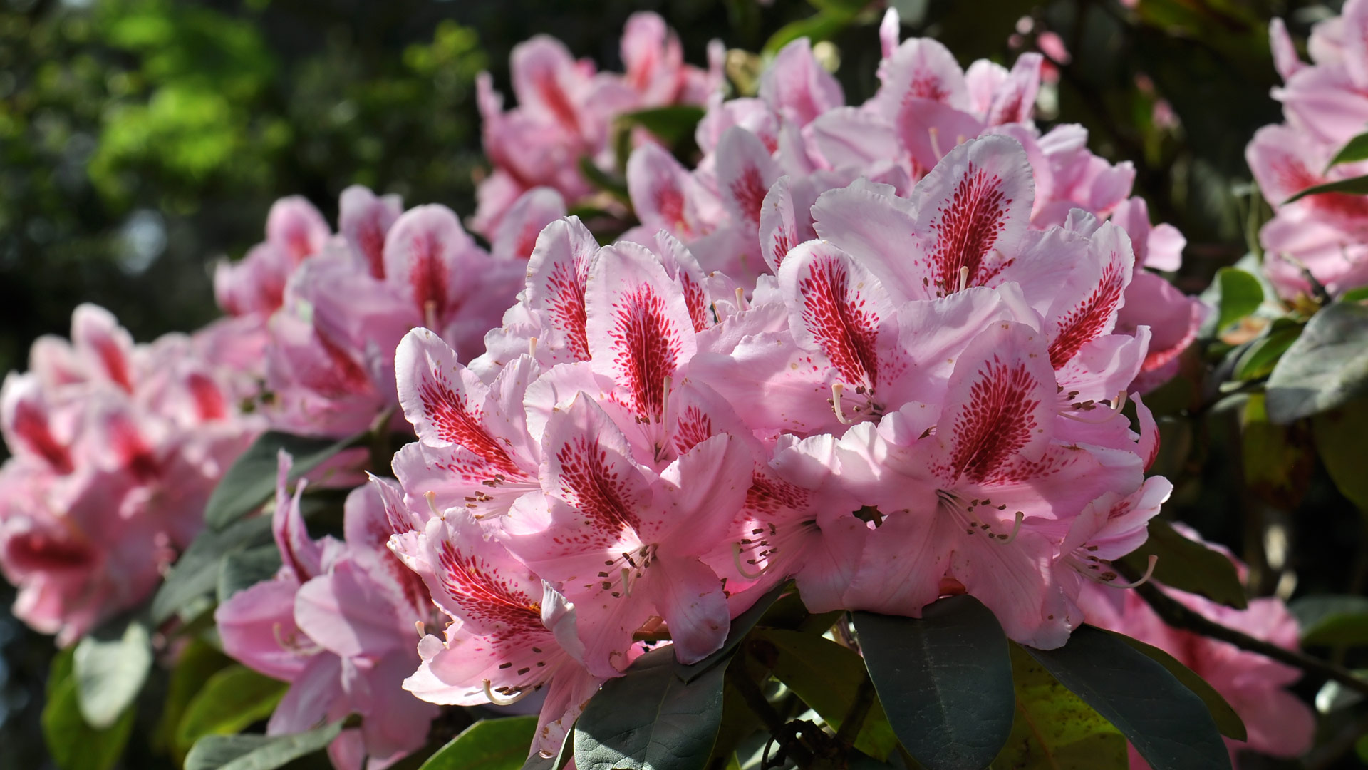 Rhododendron (7)