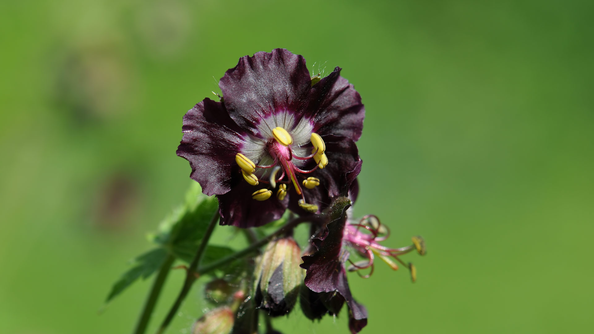 Donkere Ooievaarsbek (Geranium phaeum)
