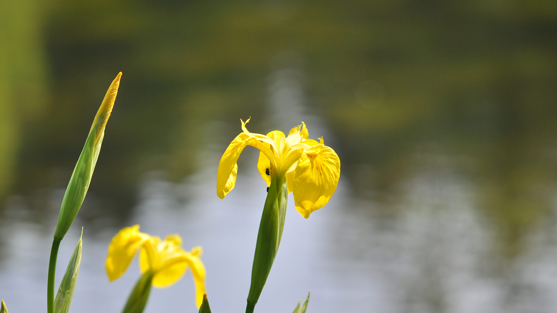 Gele Lis (Iris pseudacorus)